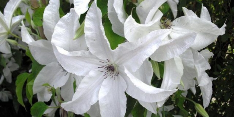 Clematis beautybride: opis, fotografije i recenzije